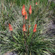 Kniphofia uvaria Tritoma Hot Poker - semena - 4 ks
