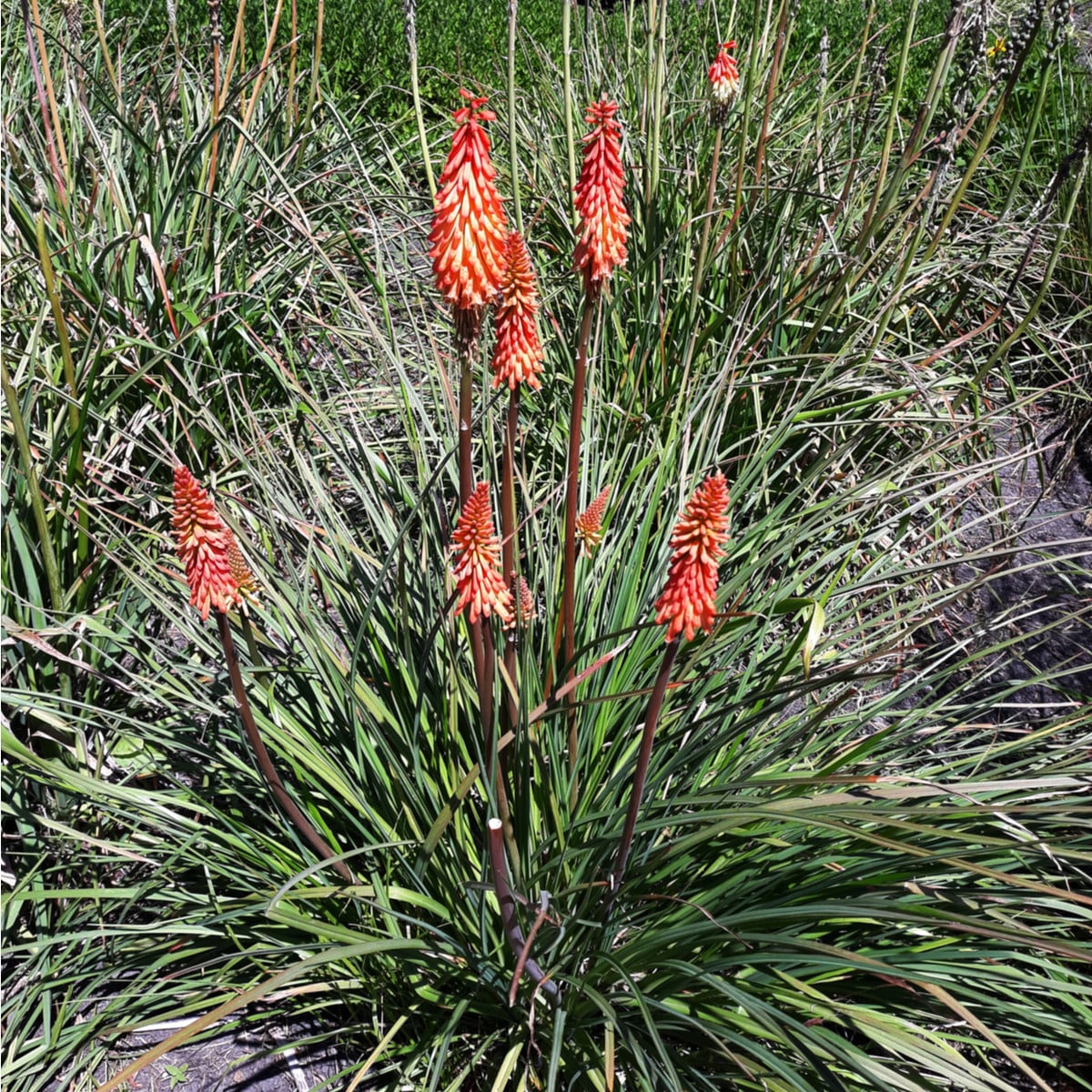 Kniphofia uvaria Tritoma Hot Poker - semena - 4 ks