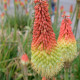 Kniphofia uvaria Tritoma Hot Poker - semena - 4 ks