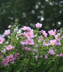 Ibišek syrský fialový - Hibiscus syriacus - prodej semen - 12 ks