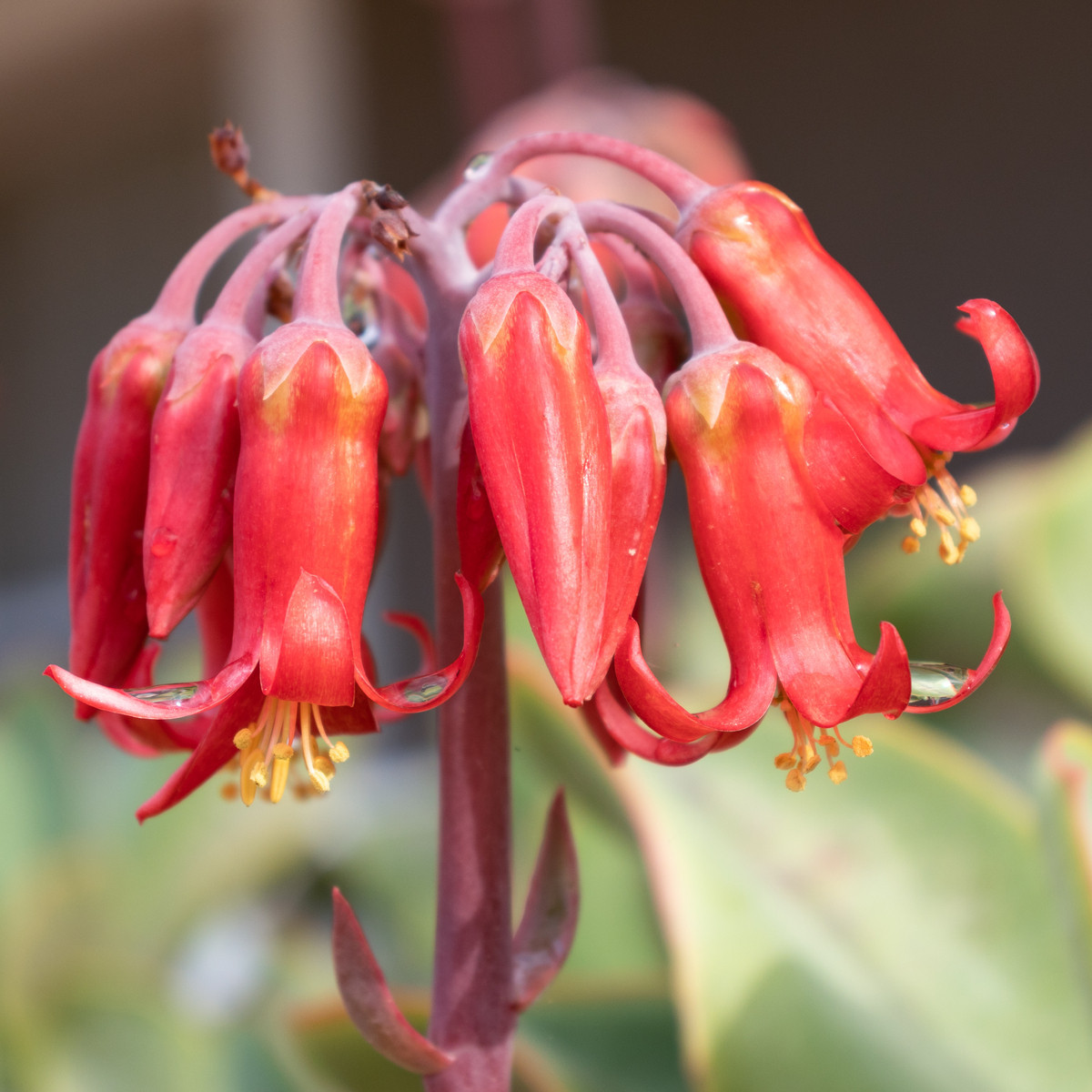 Kotyledon oranžový- Cotyledon- semena- 5 ks