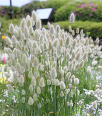 Zaječí ocásek - Lagurus ovatus - prodej semen - 20 ks