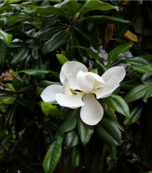 Semínka magnólie - Magnolia grandiflora - Magnólie velkokvětá - prodej semen - 5 ks