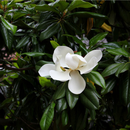 Semínka magnólie - Magnolia grandiflora - Magnólie velkokvětá - prodej semen - 5 ks
