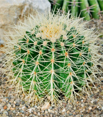 Ferokaktus- Ferocactus- semena Ferokaktusu- 6 ks