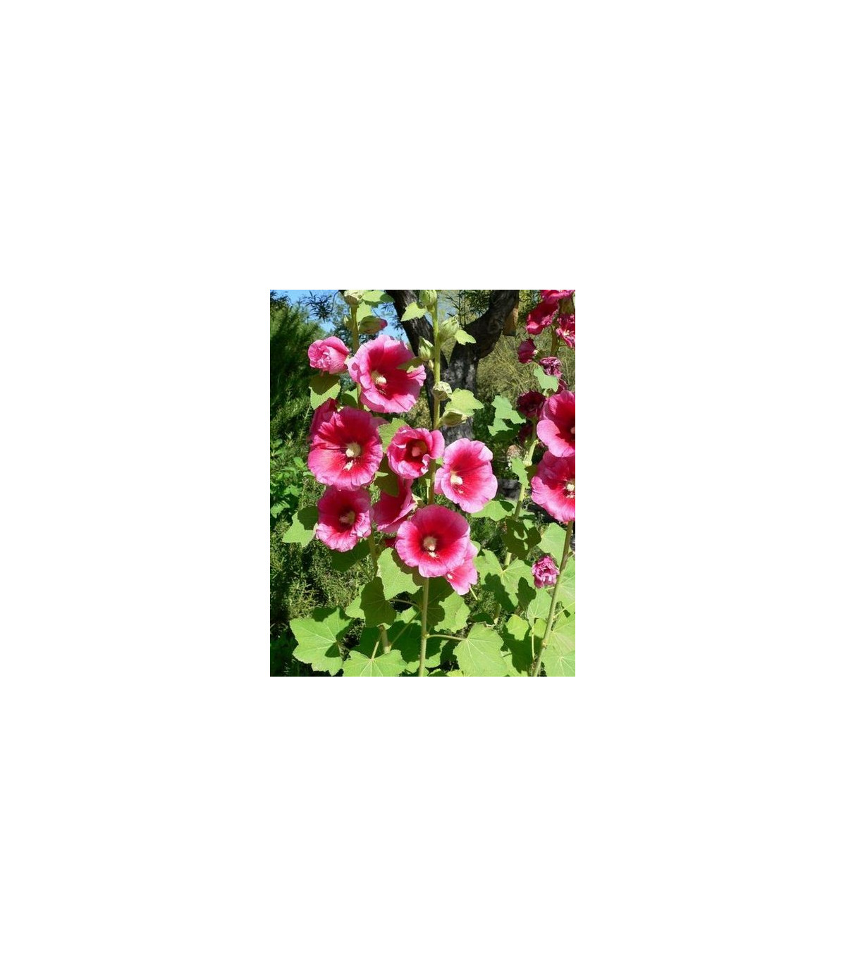 Topolovka plnokvětá- Alcea rosea- semena Topolovky- 40 ks