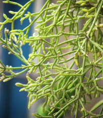 Kaktus velikonoční - Rhipsalis - prodej semen - 5 ks