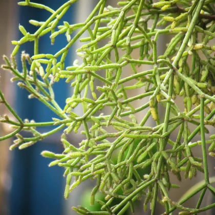 Kaktus velikonoční - Rhipsalis - prodej semen - 5 ks