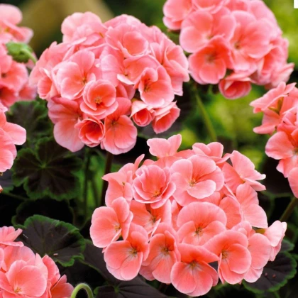 Muškát páskatý Nekita Salmon F1 - Pelargonium zonale - prodej semen - 4 ks