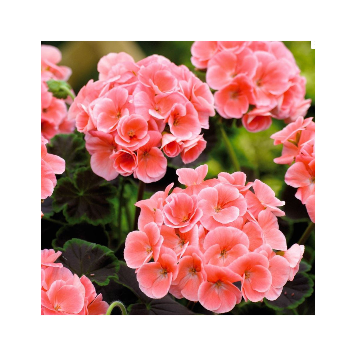 Muškát páskatý Nekita Salmon F1 - Pelargonium zonale - prodej semen - 4 ks
