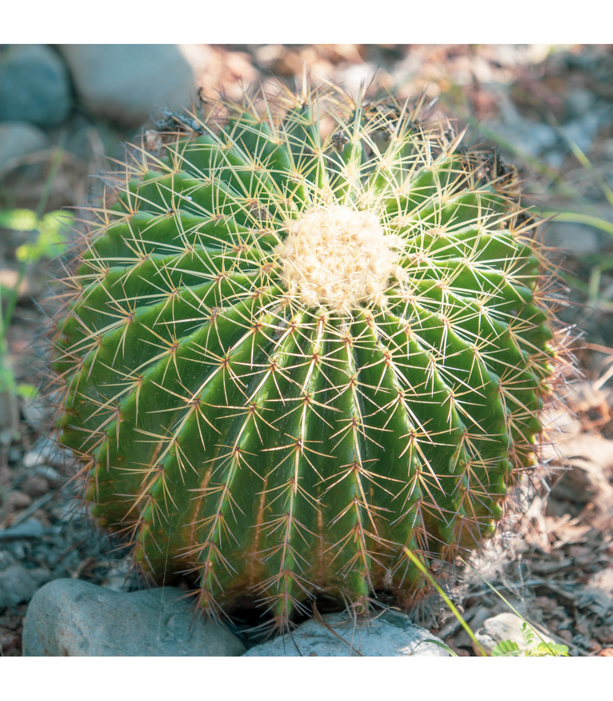 Echinokaktus Grunovův - Zlatá koule - Echinocactus grusonii - semena - 8 ks