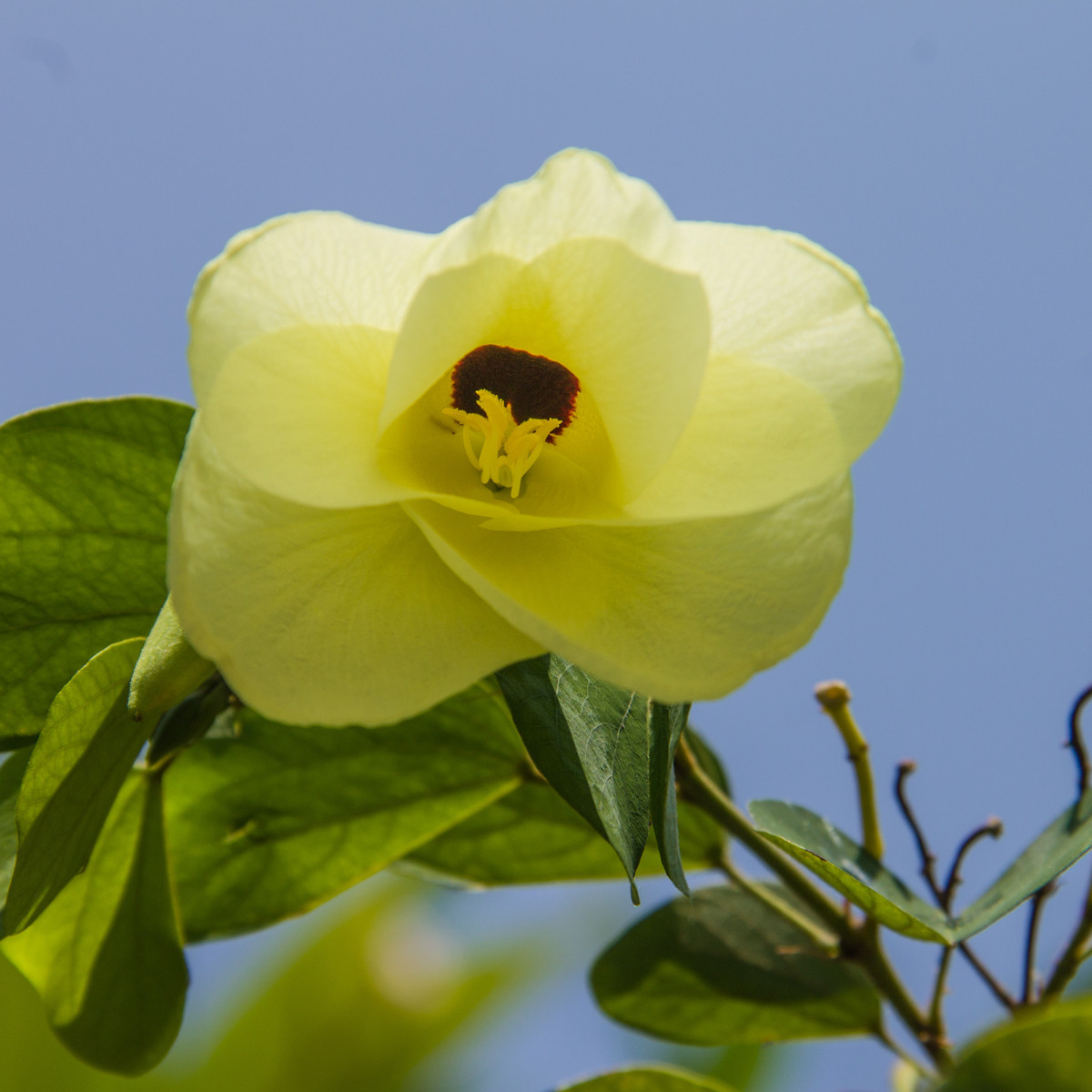 Bauhinie plstnatá - Bauhinia tomentosa - prodej semen - 4 ks