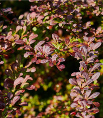 Červený dráč - Berberis thunbergii Atropurpurea - prodej semen - 5 ks