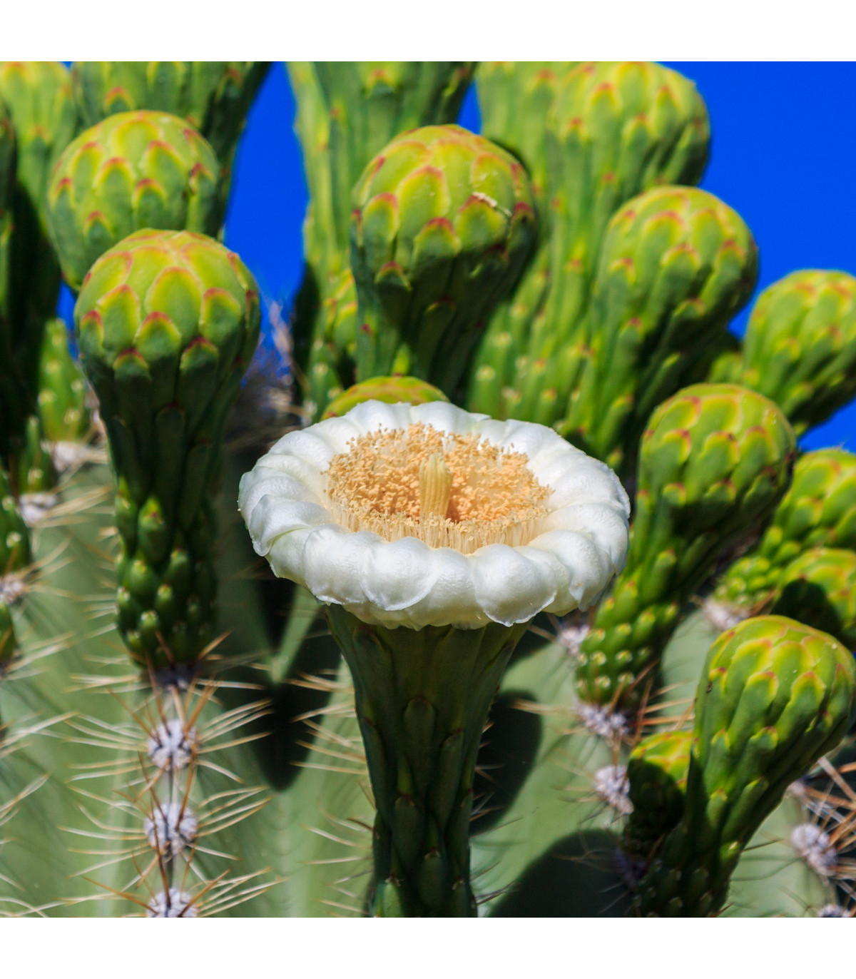 Saguaro - kaktus svícnovitý - Carnegiea gigantea - prodej semen - 5 ks