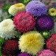 Astra čínská pomponkovitá směs barev - Callistephus chinensis - prodej semen - 80 ks