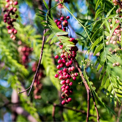 Pepřovec - Schinus molle - prodej semen - 5 ks