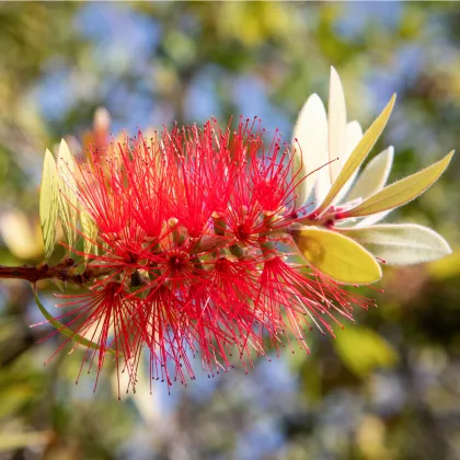 Štětkovec - Callistemon citrinus - prodej semen - 10 ks