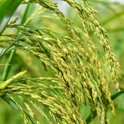 Rýže setá - Oryza sativa - prodej semen - 12 ks