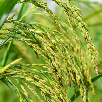 Rýže setá - Oryza sativa - prodej semen - 12 ks