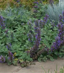 Šanta žilnatá - Nepeta nervosa - prodej semen - 15 ks