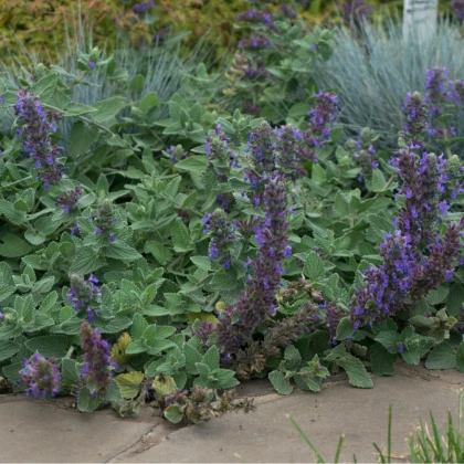 Šanta žilnatá - Nepeta nervosa - prodej semen - 15 ks