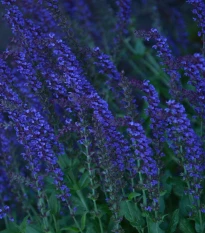 Šanta kočičí modrá - Nepeta faassenil - prodej semen - 15 ks