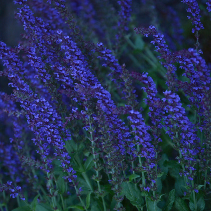 Šanta kočičí modrá - Nepeta faassenil - prodej semen - 15 ks