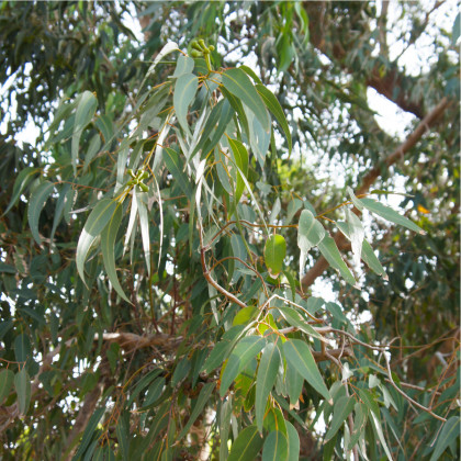 Eukalyptus citrónový - Corymbia citriodora - prodej semen - 5 ks