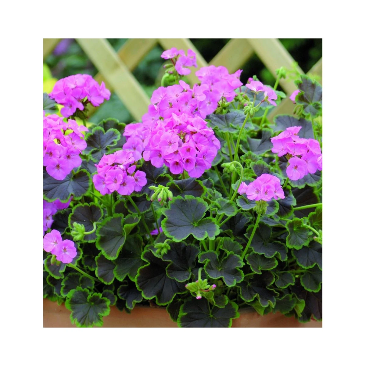 Muškát páskatý Nekita Pink F1 - Pelargonium zonale - prodej semen - 4 ks