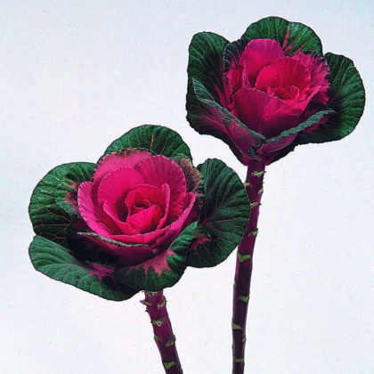 Okrasné zelí Sunset F1 - Brassica oleracea - prodej semen - 20 ks