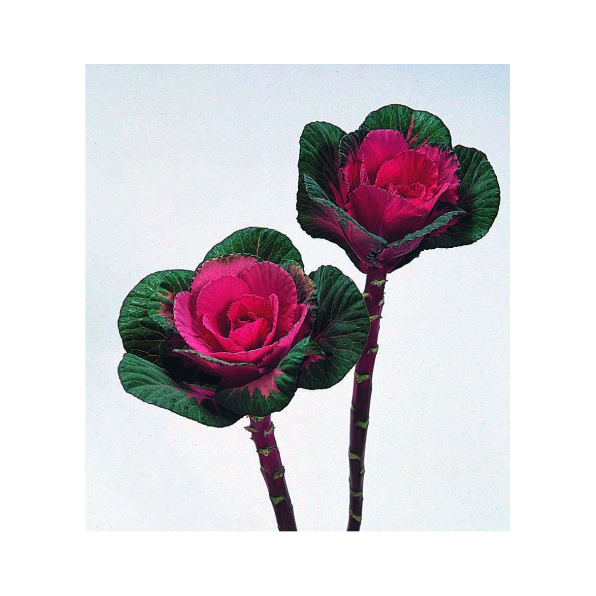 Okrasné zelí Sunset F1 - Brassica oleracea - prodej semen - 20 ks