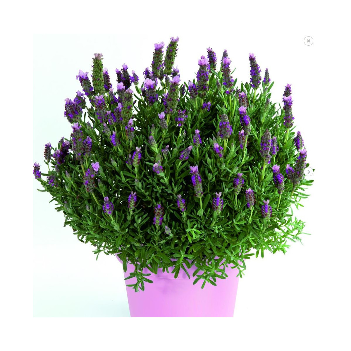 Levandule francouzská Bandera Pink - Lavandula stoechas - prodej semen - 20 ks