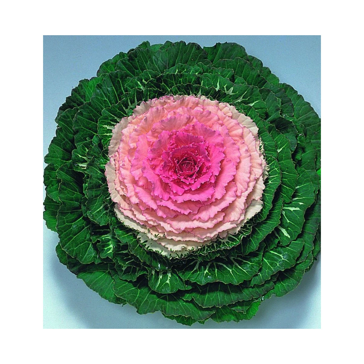 Okrasné zelí Pigeon Victoria F1 - Brassica oleracea - prodej semen - 20 ks