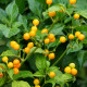 Chilli Aji Charapita Yellow - Capsicum chinense - prodej semen - 7 ks