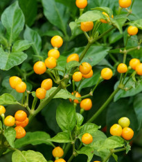 Chilli Aji Charapita Yellow - Capsicum chinense - prodej semen - 7 ks