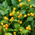 Chilli Aji Charapita - Capsicum chinense - prodej semen - 7 ks