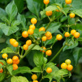 Chilli Aji Charapita Yellow - Capsicum chinense - prodej semen - 7 ks