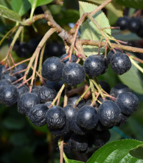 Aronie - Černý jeřáb - Aronia melanocarpa - prodej semen - 7 ks