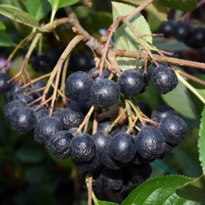 Aronie - Černý jeřáb - Aronia melanocarpa - prodej semen - 7 ks