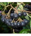 Aronie - Černý jeřáb - Aronia melanocarpa - prodej semen - 7 ks