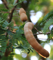 Tamarind indický - Tamarindus indica - prodej semen - 5 ks