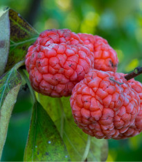 Kudranie - Maclura tricuspidata - prodej semen - 5 ks