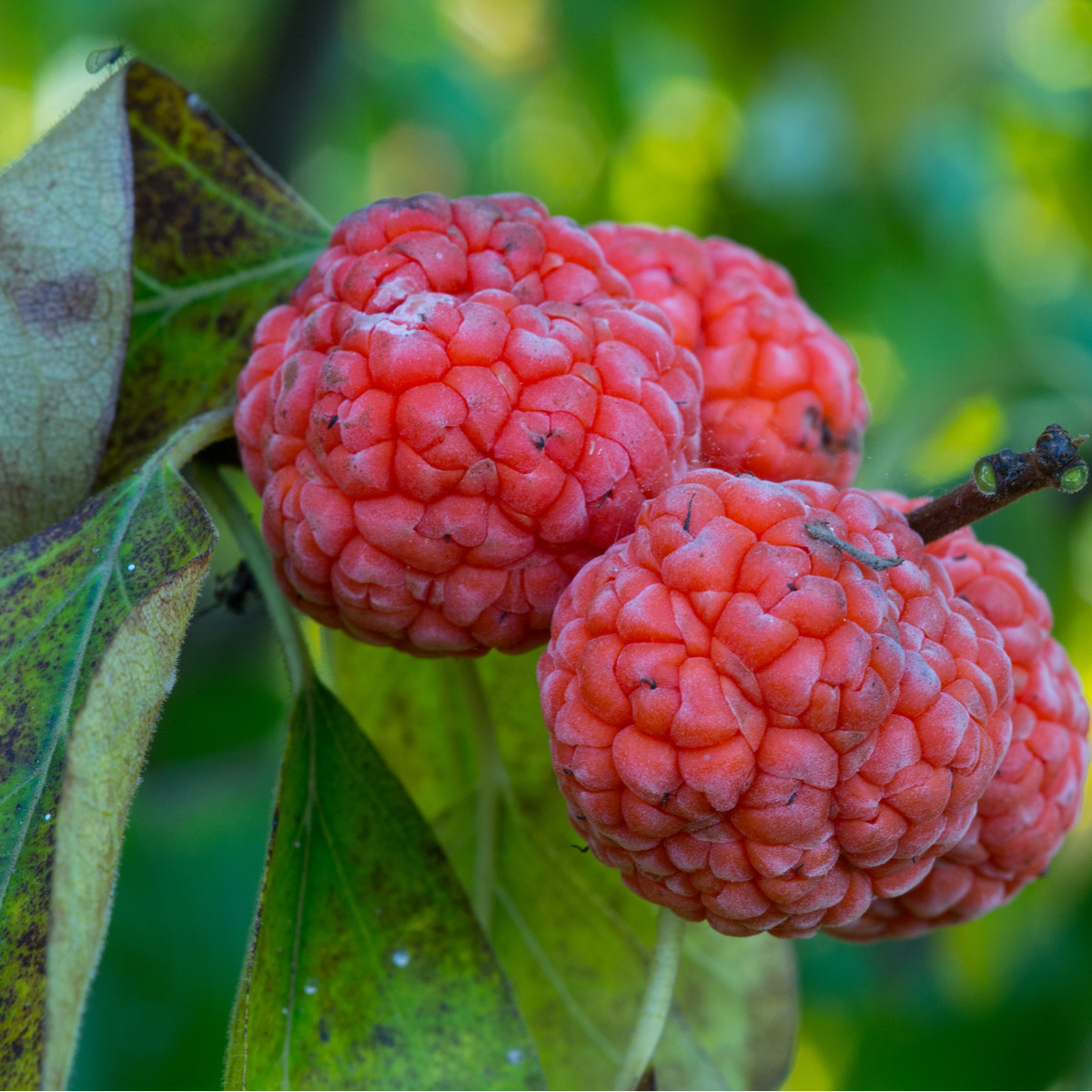 Kudranie - Maclura tricuspidata - prodej semen - 5 ks