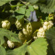 Chmel otáčivý - Humulus lupulus - prodej semen - 20 ks