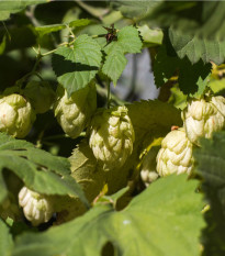 Chmel otáčivý - Humulus lupulus - prodej semen - 20 ks