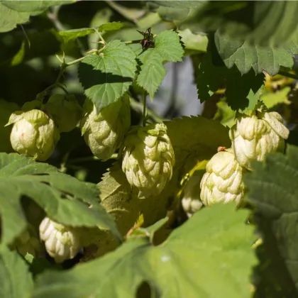 Chmel otáčivý - Humulus lupulus - prodej semen - 20 ks