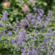 Šanta kočičí - Nepeta cataria - prodej semen - 15 ks