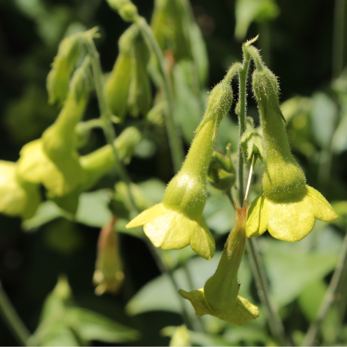 Semínka tabáku - Nicotiana langsdorffii - Tabák Jihoamerický - prodej semen - 25 ks