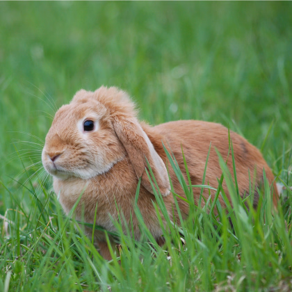 Travní směs pro králíky - Golden line - prodej semen - 15 g