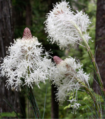 Medvědí tráva - Xerophyllum tenax - prodej semen - 15 ks
